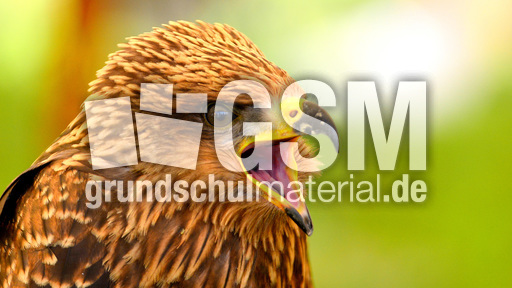 Schwarzmilan (5).jpg